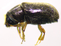 Polygraphus poligraphus